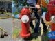 City of Tshwane Hydrant Officer 2026